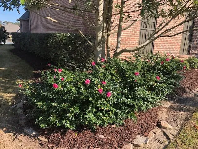 Camellia in bloom in a stone-edged mulch bed against a brick home, a Groundcare Landscape job