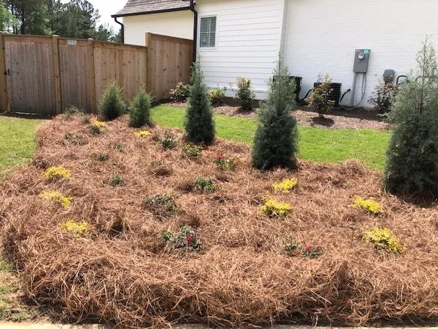 Newly planted evergreens and yellow flowers in a pine straw bed beside a white home, a Groundcare Landscape job
