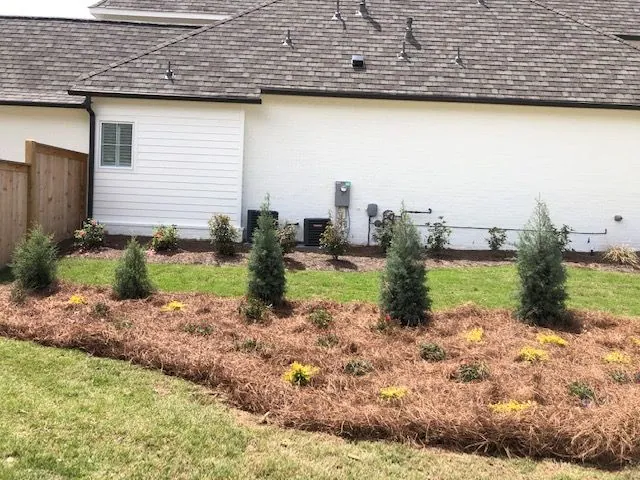 Row of young evergreens in a fresh pine straw bed along a white home, a Groundcare Landscape job