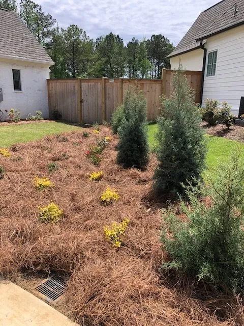 Young evergreens and yellow flowers planted in a new pine straw bed between two homes, a Groundcare Landscape job