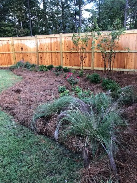 Curved pine straw bed with ornamental grasses along a new wood fence, a Groundcare Landscape job