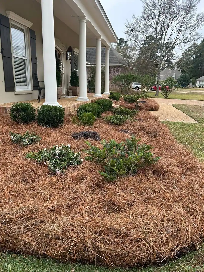 Fresh pine straw, boxwoods and camellias in the front bed of a columned home, a Groundcare Landscape job