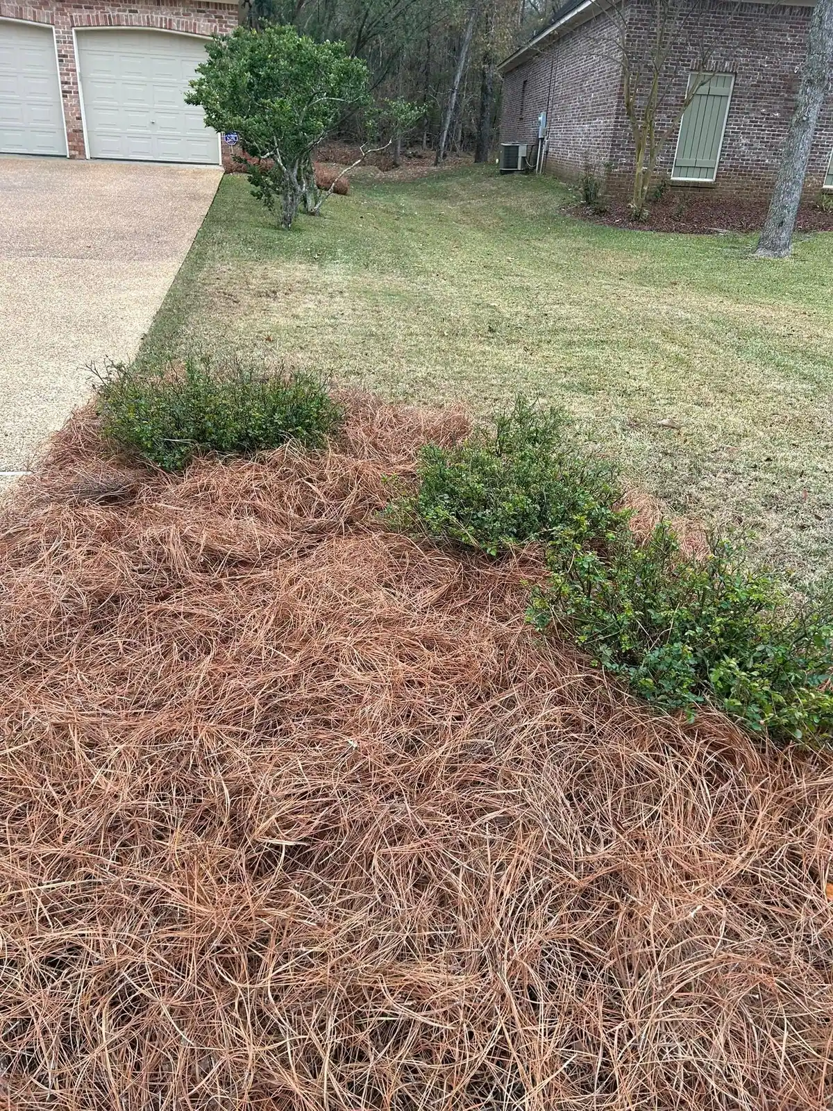 Fresh pine straw bed with shrubs along a driveway at a brick home, a Groundcare Landscape job