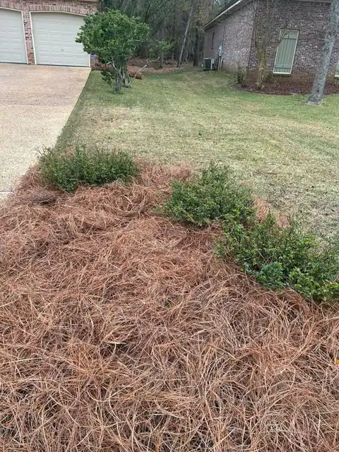 Fresh pine straw bed with shrubs along a driveway at a brick home, a Groundcare Landscape job