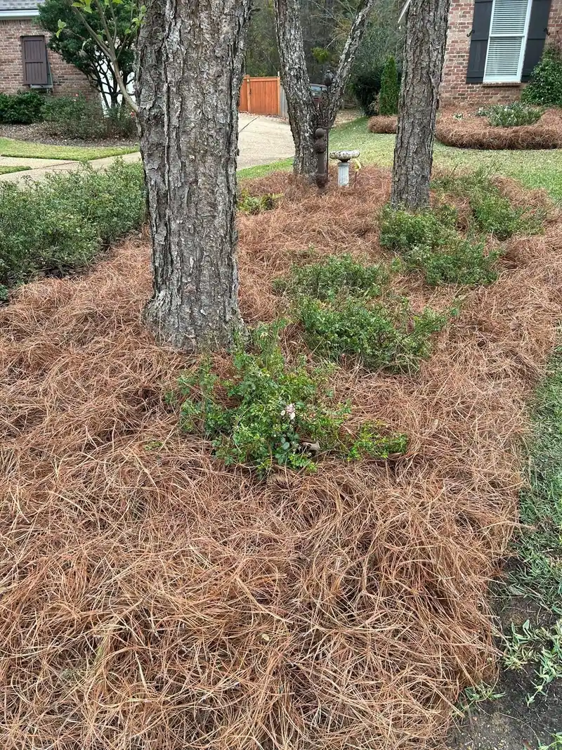 Fresh pine straw spread around pine trunks and azaleas at a brick home, a Groundcare Landscape job