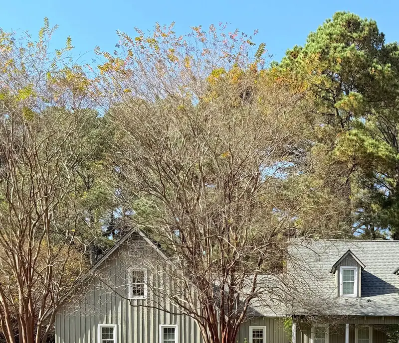 Crape myrtles left to grow in their natural, unchopped form beside a house