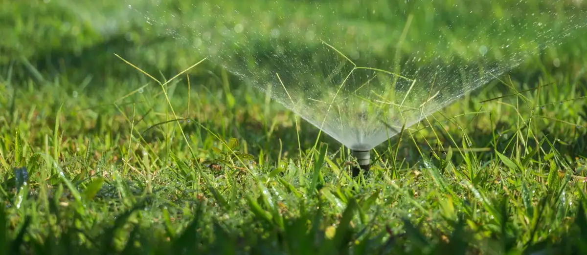 Pop-up sprinkler head watering a lawn, seen at ground level