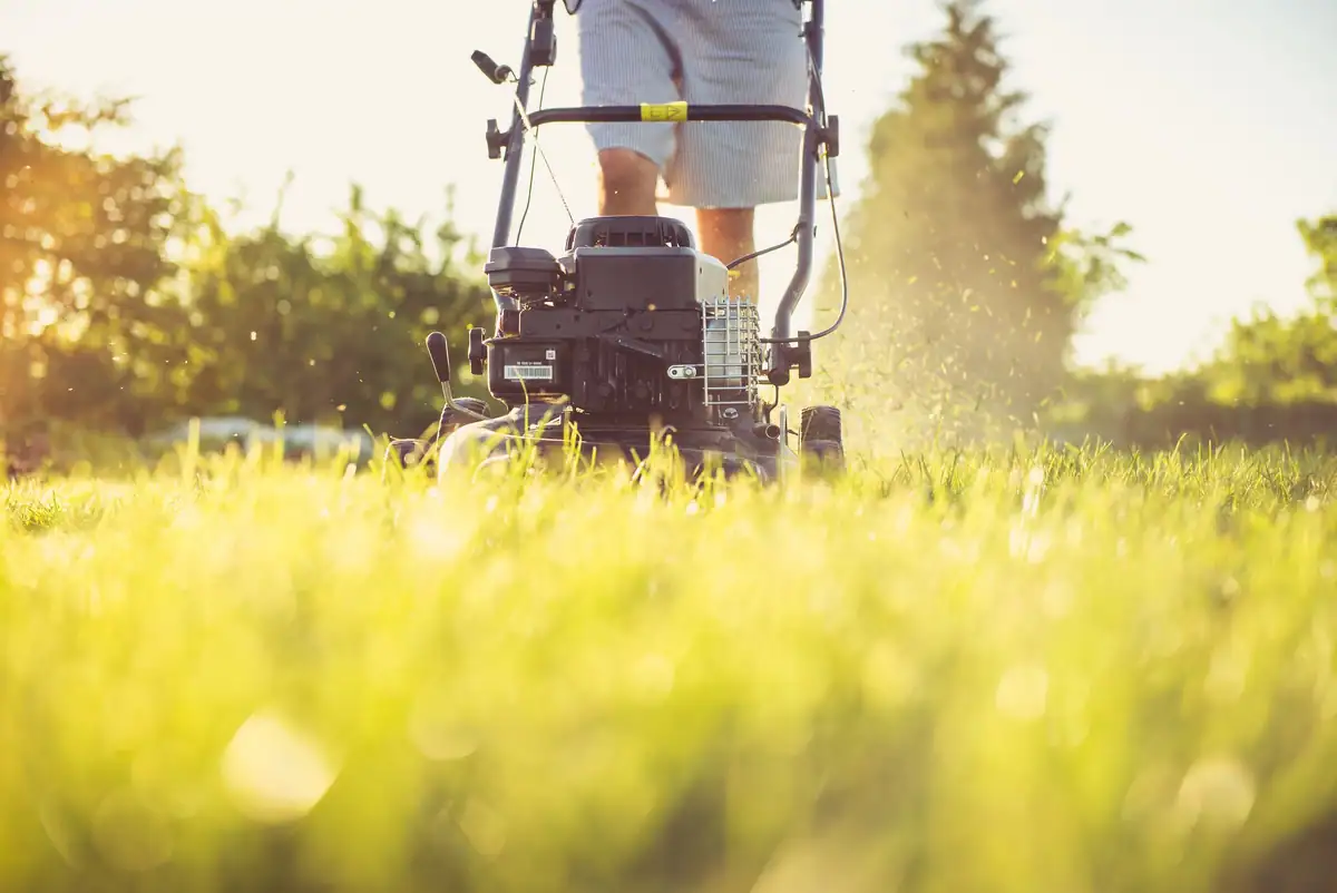 Lawn mower cutting thick grass in low evening sun
