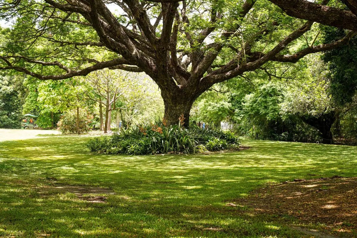 Large shade tree spreading over a dappled green lawn